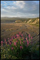 Fireweed, Kotsina river plain, and bluffs. Wrangell-St Elias National Park, Alaska, USA.