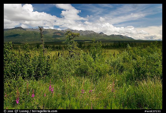 Lowland tundra, and Mentasta Mountains. Wrangell-St Elias National Park (color)