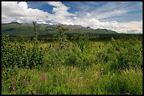 Lowland tundra, and Mentasta Mountains. Wrangell-St Elias National Park, Alaska, USA.