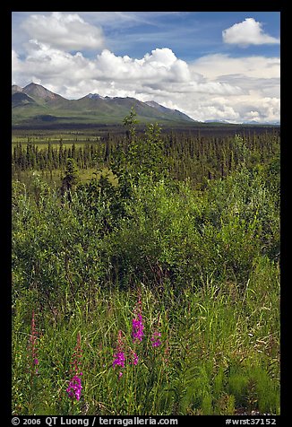 Fireweed, tundra, and Mentasta Mountains. Wrangell-St Elias National Park, Alaska, USA.