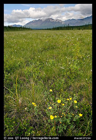 Meadow with tussocks and wildflowers. Wrangell-St Elias National Park (color)