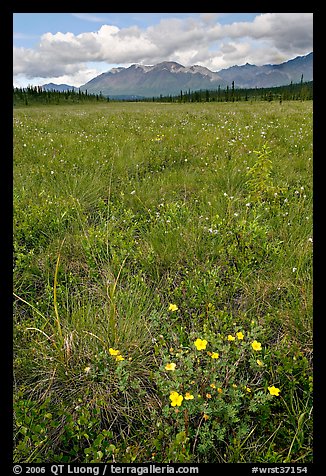 Meadow with tussocks and wildflowers. Wrangell-St Elias National Park, Alaska, USA.