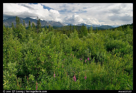 Tundra in summer and Nutzotin Mountains. Wrangell-St Elias National Park, Alaska, USA.