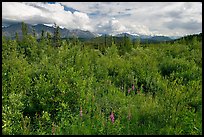 Tundra in summer and Nutzotin Mountains. Wrangell-St Elias National Park, Alaska, USA.