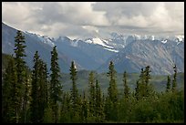 Spruce and Nutzotin Mountains. Wrangell-St Elias National Park, Alaska, USA. (color)