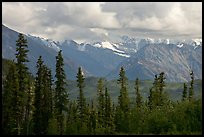 Spruce and Nutzotin Mountains. Wrangell-St Elias National Park, Alaska, USA.