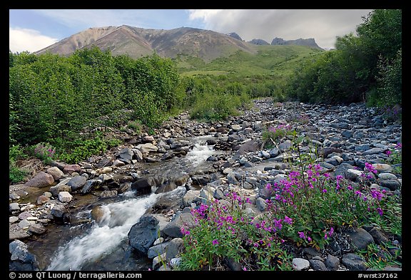 Fireweed, stream and Skookum Volcano. Wrangell-St Elias National Park (color)