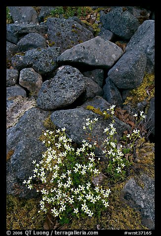 Alpine flowers and volcanic boulders. Wrangell-St Elias National Park (color)