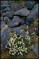 Alpine flowers and volcanic boulders. Wrangell-St Elias National Park, Alaska, USA.