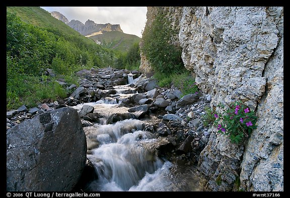 Fireweed, stream and cliff, Skokum Volcano. Wrangell-St Elias National Park, Alaska, USA.