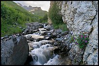 Fireweed, stream and cliff, Skookum Volcano. Wrangell-St Elias National Park, Alaska, USA.