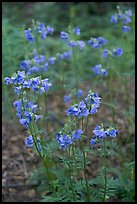 Blue wildflowers. Wrangell-St Elias National Park ( color)