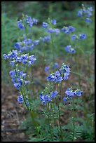 Blue wildflowers. Wrangell-St Elias National Park, Alaska, USA. (color)