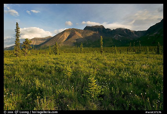 Meadow and Skokum Volcano. Wrangell-St Elias National Park, Alaska, USA.