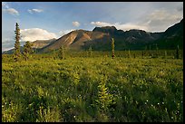 Meadow and Skokum Volcano. Wrangell-St Elias National Park, Alaska, USA. (color)