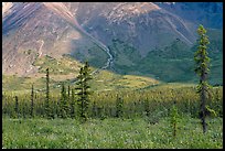 Meadow covered with white wildflowers, and spruce trees. Wrangell-St Elias National Park, Alaska, USA. (color)