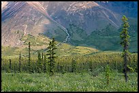 Meadow covered with white wildflowers, and spruce trees. Wrangell-St Elias National Park, Alaska, USA.