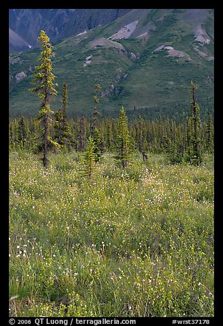 Wildflowers and spruce trees. Wrangell-St Elias National Park, Alaska, USA.