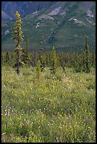 Wildflowers and spruce trees. Wrangell-St Elias National Park, Alaska, USA. (color)