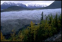 Trees, Root Glacier, and Wrangell Mountains. Wrangell-St Elias National Park, Alaska, USA.
