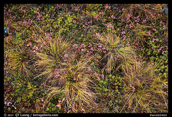 Close-up of tussocks. Wrangell-St Elias National Park (color)