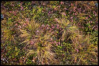 Close-up of tussocks. Wrangell-St Elias National Park, Alaska, USA.