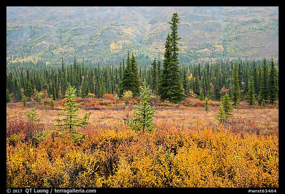 Autumn colors in the rain along Nabesna Road. Wrangell-St Elias National Park, Alaska, USA.