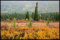 Autumn colors in the rain along Nabesna Road. Wrangell-St Elias National Park, Alaska, USA.