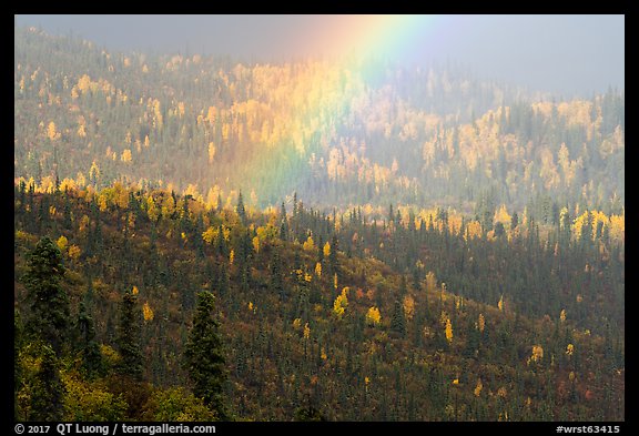 Rainbow over forest with autumn foliage. Wrangell-St Elias National Park (color)