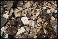 Ground close-up with blocks of limestone and marble, Nabesna mine. Wrangell-St Elias National Park, Alaska, USA.