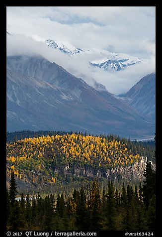 Snowy peaks emerging from clouds above hill with fall foliage. Wrangell-St Elias National Park, Alaska, USA.