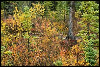 Autumn color in woods, Kendesnii. Wrangell-St Elias National Park, Alaska, USA.