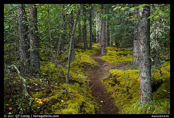 White Spruce forest, Skookum Volcano Trail. Wrangell-St Elias National Park (color)