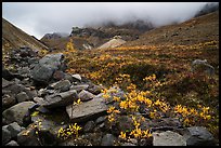 Rocks and tundra with shrubs in autumn colors, Skookum Volcano. Wrangell-St Elias National Park ( color)