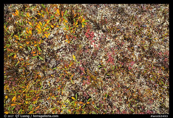 Close-up of tundra and lichen. Wrangell-St Elias National Park (color)