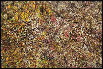 Close-up of tundra and lichen. Wrangell-St Elias National Park ( color)