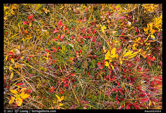 Close-up of tundra and berry plants. Wrangell-St Elias National Park (color)