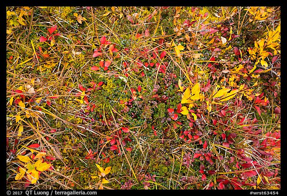 Close-up of tundra and berry plants. Wrangell-St Elias National Park, Alaska, USA.