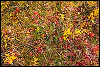 Close-up of tundra and berry plants. Wrangell-St Elias National Park, Alaska, USA.