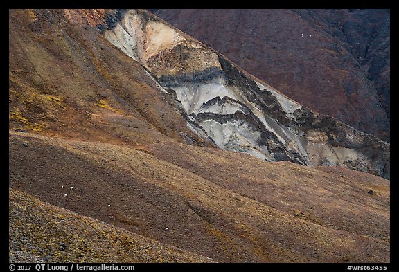 Dall sheep on hillsides, Skookum Volcano. Wrangell-St Elias National Park (color)