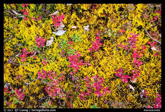 Close up of tundra in autumn. Wrangell-St Elias National Park, Alaska, USA.