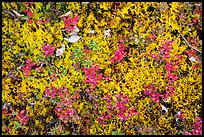 Close up of tundra in autumn. Wrangell-St Elias National Park ( color)