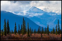 Spruce, tundra, Wrangell Mountains in autumn. Wrangell-St Elias National Park, Alaska, USA.