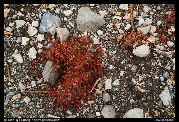 Bear scat close-up. Wrangell-St Elias National Park (color)