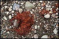 Bear scat close-up. Wrangell-St Elias National Park ( color)