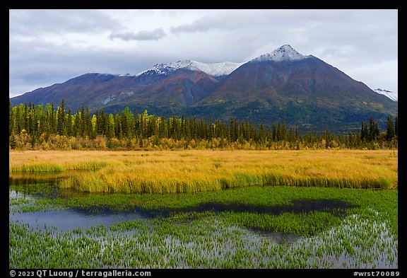 Golden grasses, mountains reflected in pond. Wrangell-St Elias National Park (color)