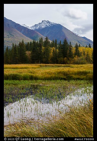 Grasses, pond, and snowy peak. Wrangell-St Elias National Park, Alaska, USA.