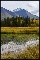 Grasses, pond, and snowy peak. Wrangell-St Elias National Park ( color)