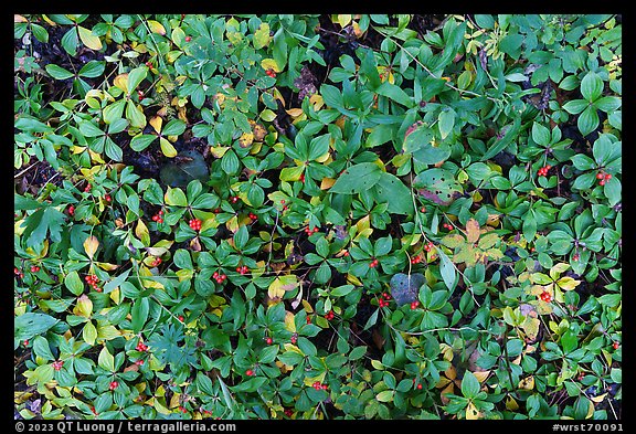 Close up of leaves and red berries. Wrangell-St Elias National Park (color)