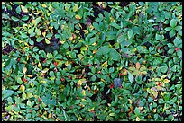 Close up of leaves and red berries. Wrangell-St Elias National Park ( color)